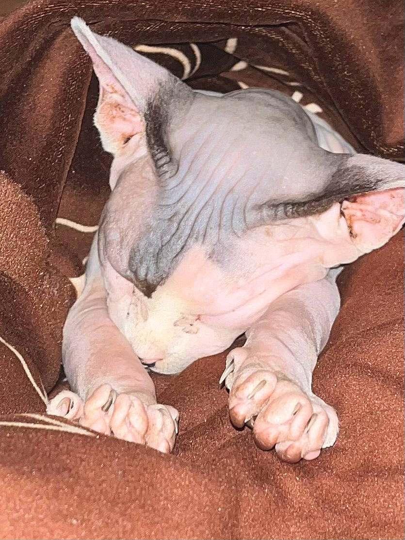 Yoda is registered to the contest to win money with this photo: black_rhinoceros, carnivore, comfort, dog_breed, fawn, flesh, foot, head, human_leg, nail, non_sporting_group, rhinoceros, snout, terrestrial_animal, whiskers, wrinkle