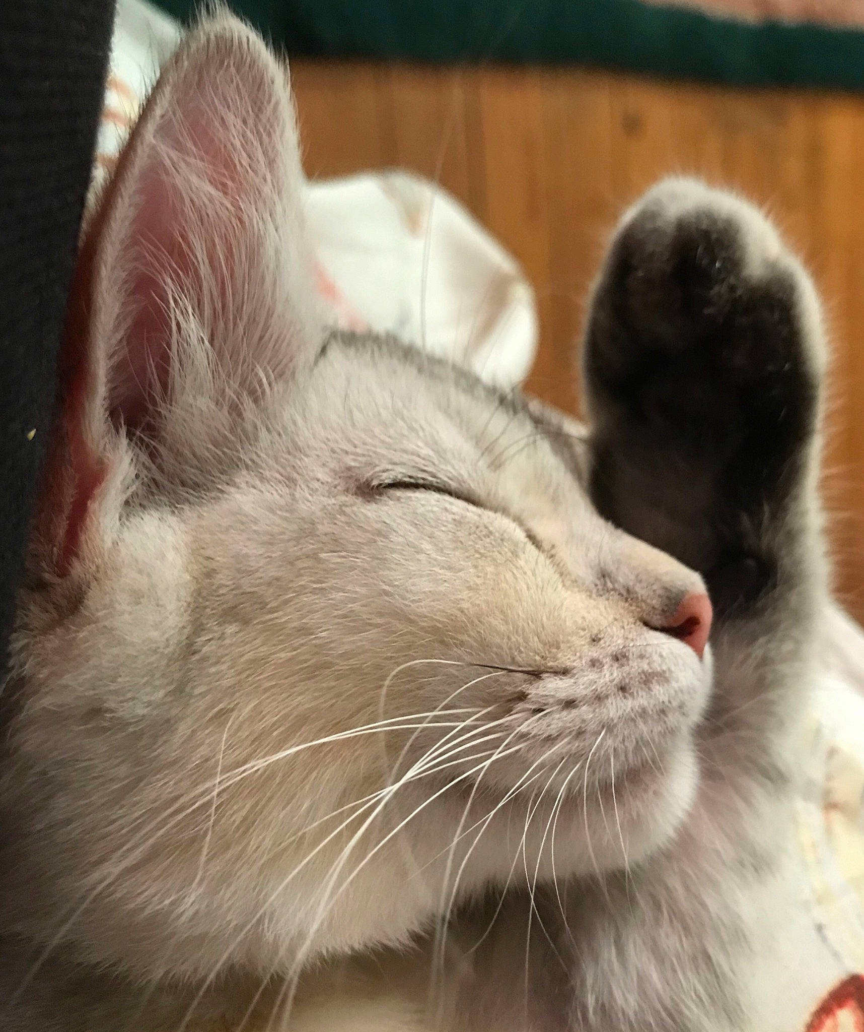 London joined the competition — help win amazing prizes! carnivore, cat, claw, close_up, comfort, domestic_short_haired_cat, ear, fang, felidae, fur, nap, nose, paw, sleep, small_to_medium_sized_cats, snout, terrestrial_animal, whiskers