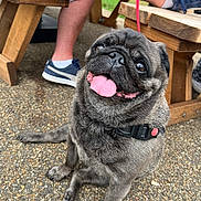 Misty joined the competition — help win amazing prizes! dog, pug, pet, animal, sitting, outdoor, gravel, wooden_bench, person, shoe, tongue_out, happy, leash, collar, close_up, cute, smiling, fur, daylight, legs