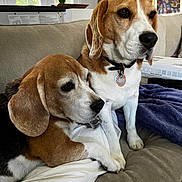 Murray And Charlie joined the competition — help win amazing prizes! animal, beagle, black, blanket, brick_wall, brown, collar, couch, dog, ears, fur, indoor, painting, pet, pillow, resting, sunlight, tag, white, window
