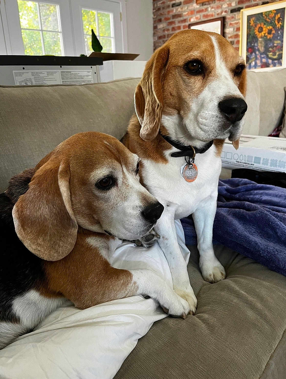 Murray And Charlie joined the competition — help win amazing prizes! animal, beagle, black, blanket, brick_wall, brown, collar, couch, dog, ears, fur, indoor, painting, pet, pillow, resting, sunlight, tag, white, window