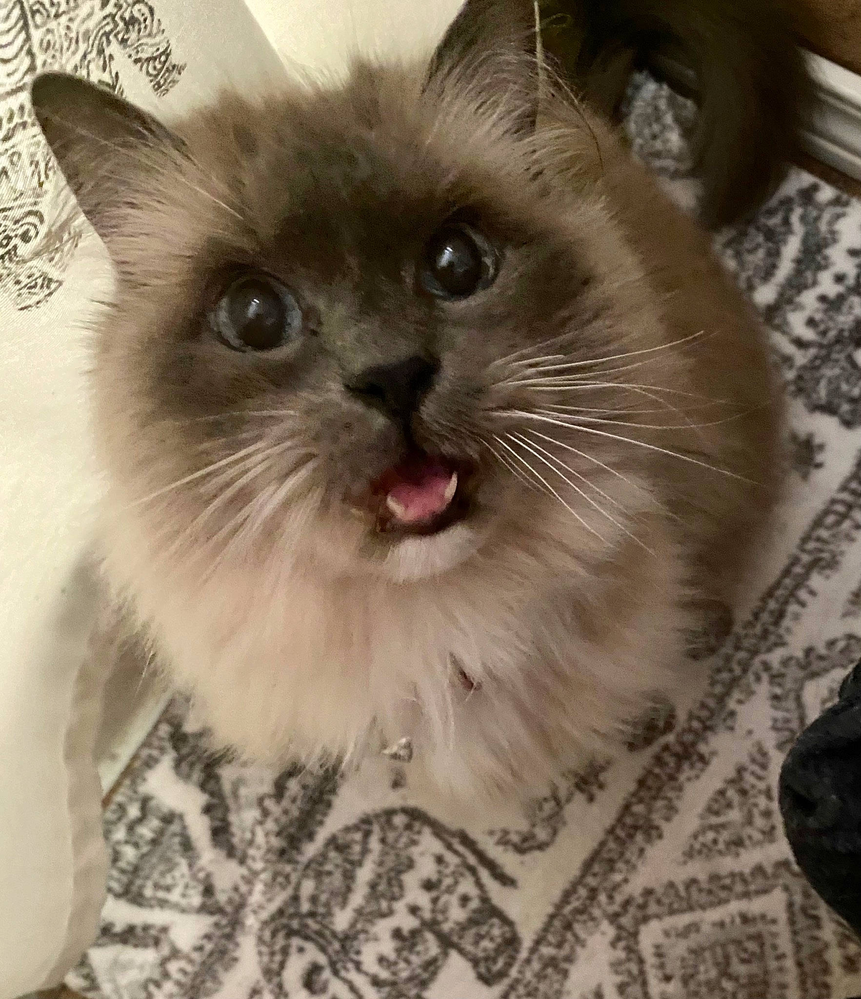 Milani is registered to the contest to win money with this photo: birman, box, carnivore, cat, domestic_short_haired_cat, fawn, felidae, flooring, fur, iris, paw, ragdoll, small_to_medium_sized_cats, snout, terrestrial_animal, whiskers, working_animal