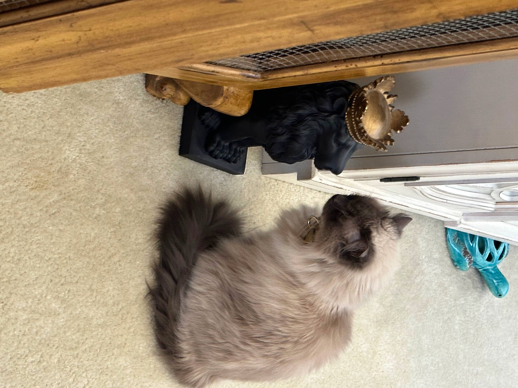 Milani joined the competition — help win amazing prizes! carnivore, cat, companion_dog, dog_breed, felidae, flooring, fur, hardwood, liver, paw, plywood, small_to_medium_sized_cats, sporting_group, table, tail, varnish, whiskers, wood, wood_stain, working_animal