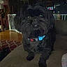 dog, black_dog, pet, indoor, couch, collar, living_room, furniture, baby_gate, low_light, animal, canine, domestic_animal, home, floor, carpet, shadow, eyes, cute, small_dog
