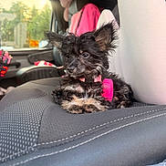 Roxy joined the competition — help win amazing prizes! dog, puppy, black_dog, car_interior, car_seat, pink_collar, curly_fur, window, stuffed_animal, unicorn_toy, seat_cover, pet, animal, cute, small_dog, relaxed, indoors, daylight, soft_light, cozy