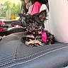 dog, puppy, black_dog, car_interior, car_seat, pink_collar, curly_fur, window, stuffed_animal, unicorn_toy, seat_cover, pet, animal, cute, small_dog, relaxed, indoors, daylight, soft_light, cozy