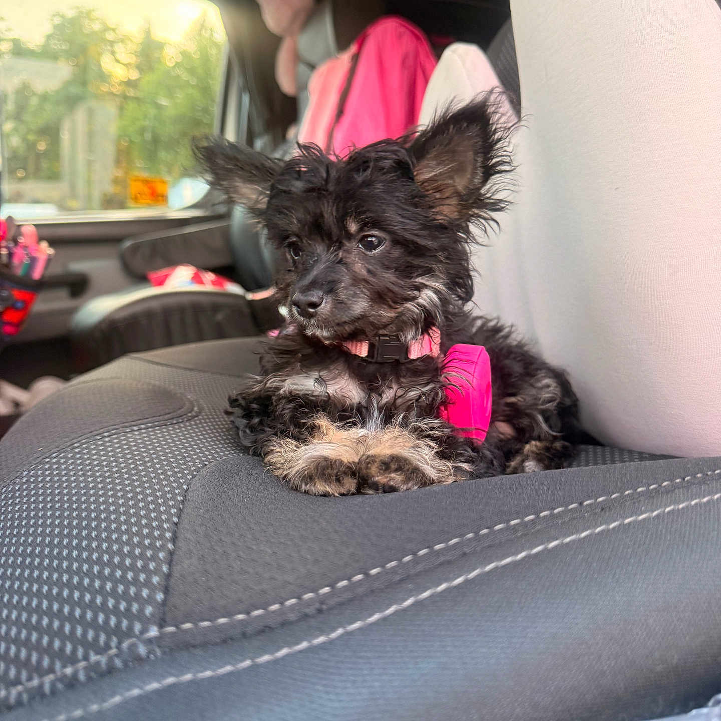 Roxy joined the competition — help win amazing prizes! dog, puppy, black_dog, car_interior, car_seat, pink_collar, curly_fur, window, stuffed_animal, unicorn_toy, seat_cover, pet, animal, cute, small_dog, relaxed, indoors, daylight, soft_light, cozy
