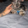 Tito is registered to the contest to win money with this photo: dog, puppy, pet, canine, speckled_coat, large_ears, brown_eyes, collar, dog_tags, lying_down, bed, bedroom, blanket, hand, petting, tattoo, portrait, flash_photography, indoors, cute