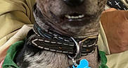Tito is registered to the contest to win money with this photo: dog, pet, portrait, close_up, face, ears, wide_eyes, smile, teeth, collar, dog_tag, sweater, festive, red, white, green, person, indoor, couch, cute