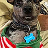 dog, pet, portrait, close_up, face, ears, wide_eyes, smile, teeth, collar, dog_tag, sweater, festive, red, white, green, person, indoor, couch, cute