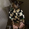 Tito is registered to the contest to win money with this photo: dog, small_dog, pet, animal, sweater, clothing, black_and_white, speckled, brown, sitting, lying_down, couch, sofa, indoor, home, portrait, collar, leash, relaxed, funny