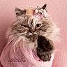 adorable, animal, blanket, cat, closeup, cozy, cute, expression, face, feline, flower_crown, fluffy, indoor, kitten, pet, pink, pink_background, portrait, soft_texture, wrapped