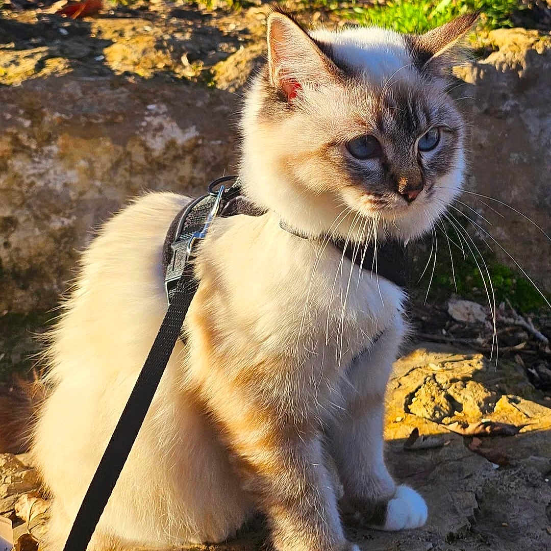 Vanille participe au concours pour gagner de l'argent avec cette photo : animal, blue_eyes, cat, closeup, curious, daylight, domestic_cat, feline, fur, harness, leash, mammal, nature, outdoor, pet, rocky_surface, shadow, sitting, sunlight, whiskers