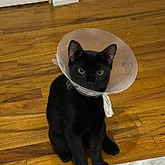 Shadow joined the competition — help win amazing prizes! black_cat, cat, cone_collar, pet, animal, indoor, wooden_floor, tiled_floor, door, curious, sitting, ears, eyes, domestic_animal, floor, house, feline, collar, looking, quiet