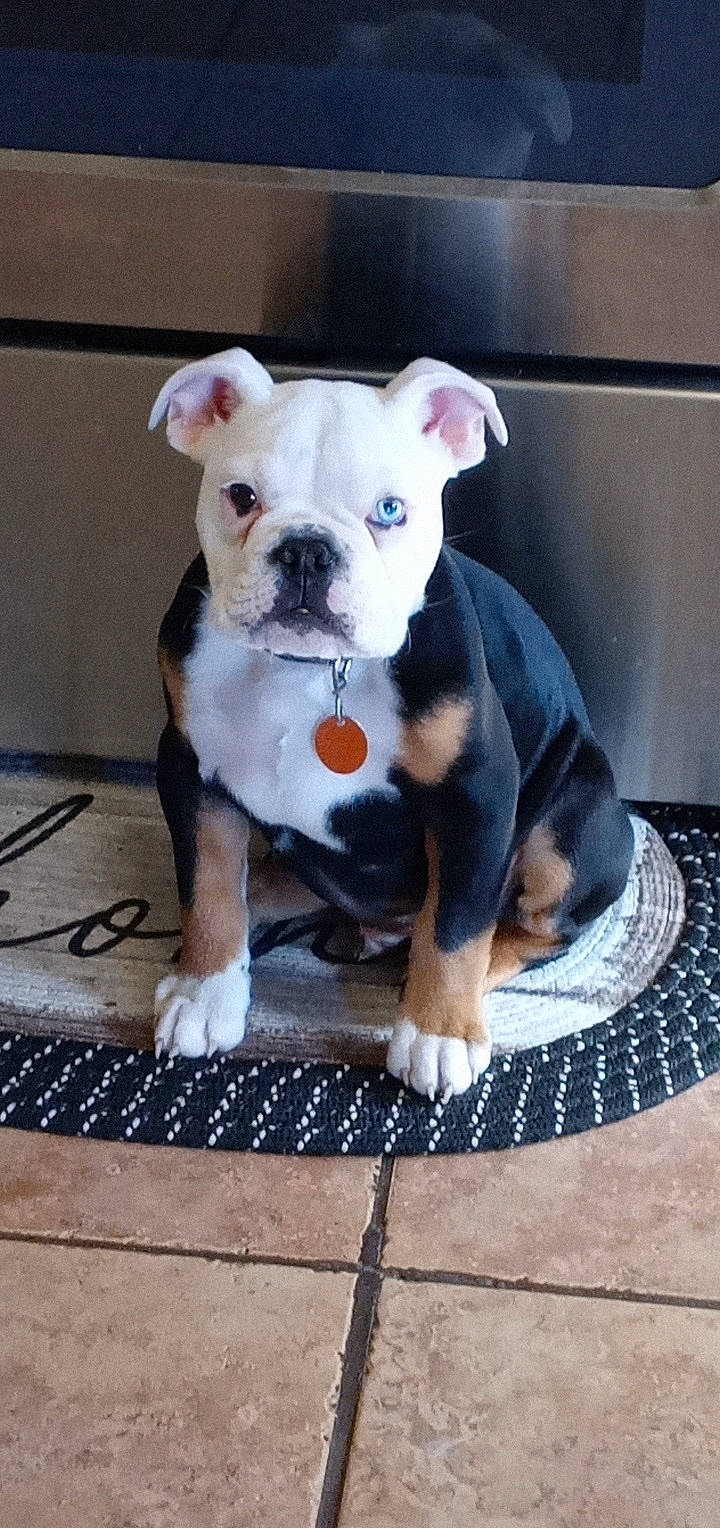 Dutton is registered to the contest to win money with this photo: canidae, carnivore, collar, companion_dog, dog, dog_breed, dog_clothes, dog_collar, dog_supply, fawn, flooring, non_sporting_group, pet_supply, puppy, snout, sporting_group, tail, terrestrial_animal, working_animal, working_dog