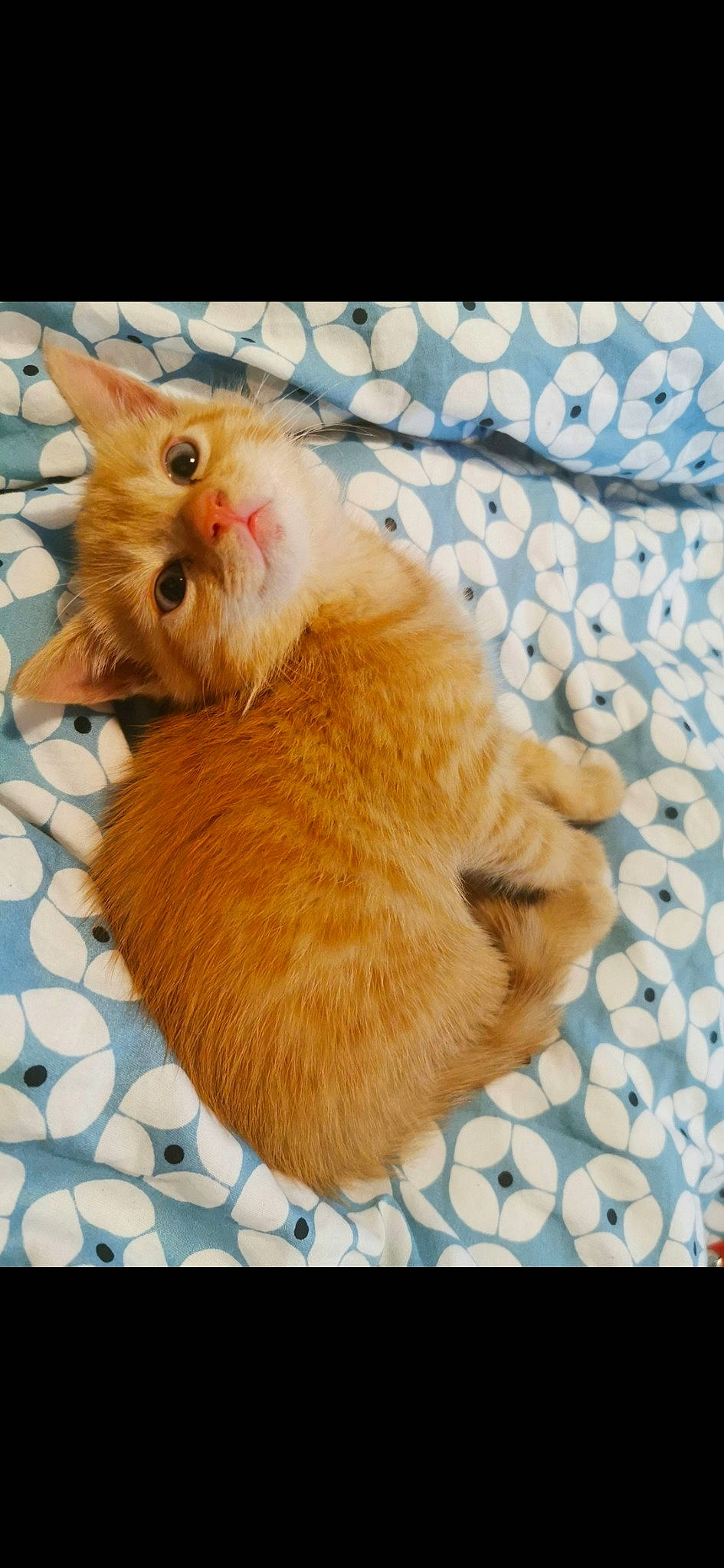 Miya joined the competition — help win amazing prizes! carnivore, cat, claw, fawn, felidae, fur, german_rex, kitten, mammal, organism, paw, polydactyl_cat, skin, small_to_medium_sized_cats, snout, tail, whiskers