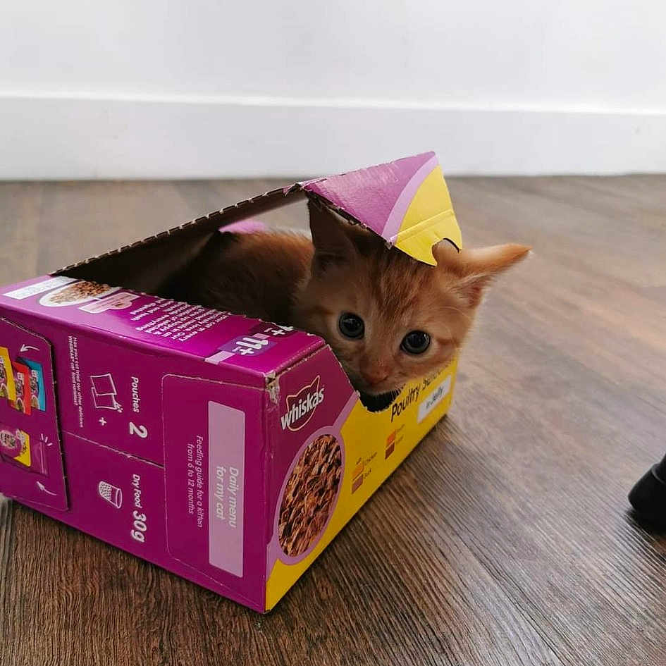 Miya joined the competition — help win amazing prizes! abyssinian, box, carnivore, carton, cat, cat_supply, fawn, felidae, kitten, small_to_medium_sized_cats, whiskers