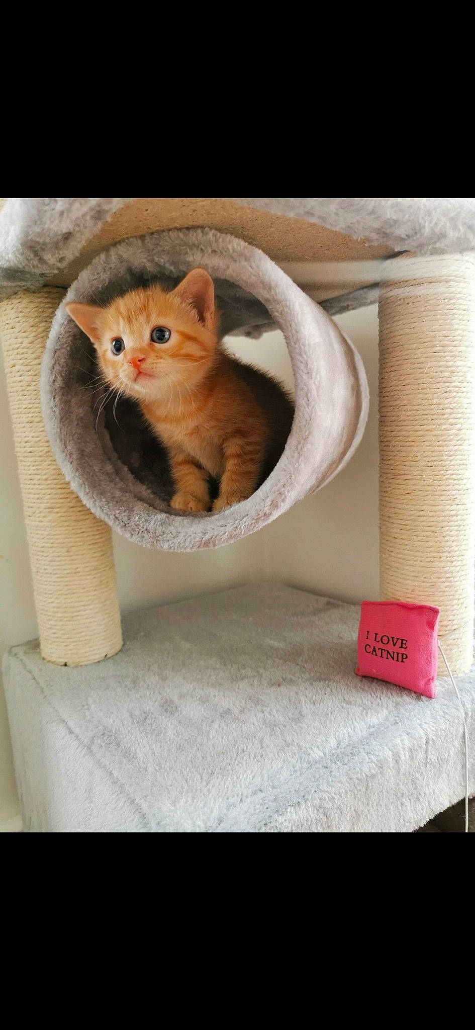 Miya is registered to the contest to win money with this photo: asian, british_shorthair, carnivore, cat, domestic_short_haired_cat, european_shorthair, fawn, felidae, kitten, mammal, munchkin, scottish_fold, small_to_medium_sized_cats, tabby_cat, whiskers