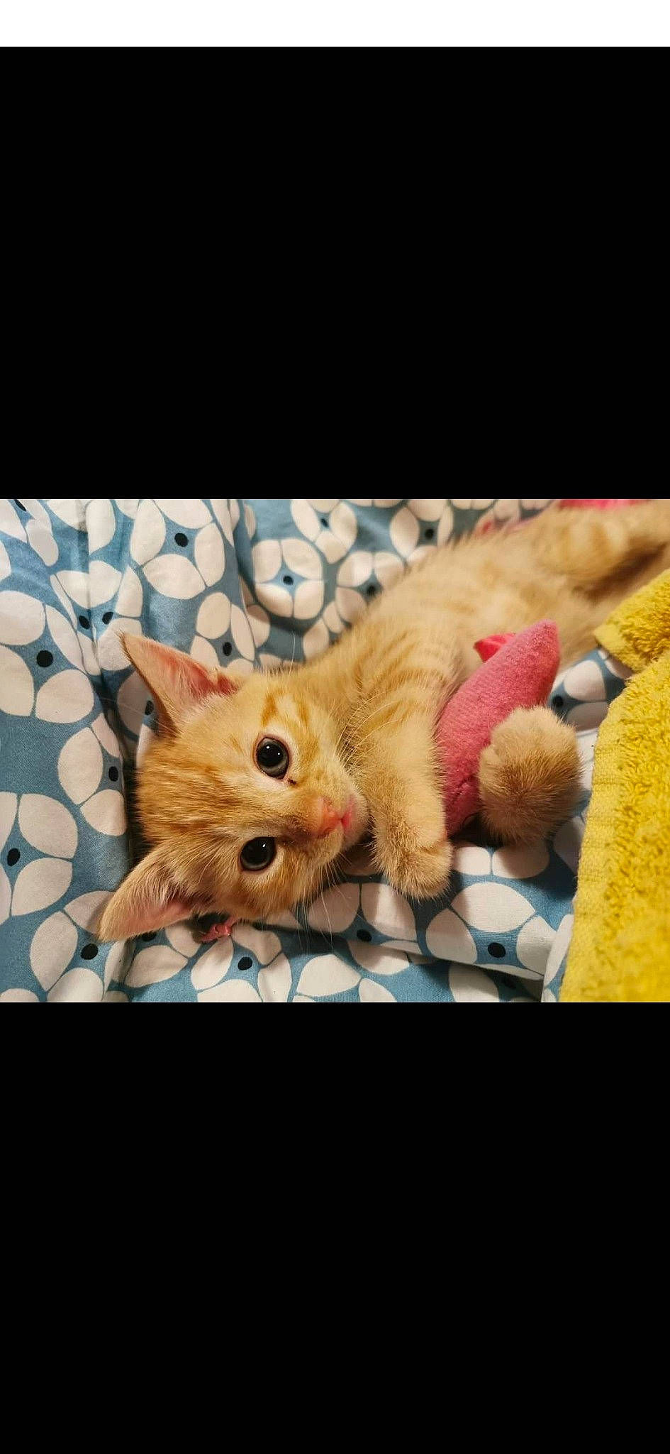 Miya is registered to the contest to win money with this photo: asian, carnivore, cat, ear, european_shorthair, fawn, felidae, fur, kitten, mammal, nap, nose, paw, photo_caption, small_to_medium_sized_cats, snapshot, snout, tabby_cat, tail, whiskers