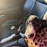 Winnie joined the competition — help win amazing prizes! dog, sleeping, pet, animal, car, car_seat, interior, sunlight, spotted_coat, black_and_white, resting, paw, muzzle, closed_eyes, road_trip, vehicle, seat, relaxed, portrait, domestic_animal