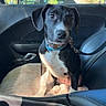 Winnie is registered to the contest to win money with this photo: dog, puppy, black_and_white, pet, animal, car, passenger_seat, seatbelt, leash, collar, portrait, sitting, looking_at_camera, outdoor, sunlight, trees, vehicle_interior, dashboard, cup_holder, cute