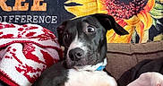 Winnie is registered to the contest to win money with this photo: dog, puppy, black_and_white, pet, animal, portrait, sitting, lying_down, couch, blanket, sunflower, floral, indoor, home, collar, blue_collar, white_chest, black_fur, relaxed, funny_expression