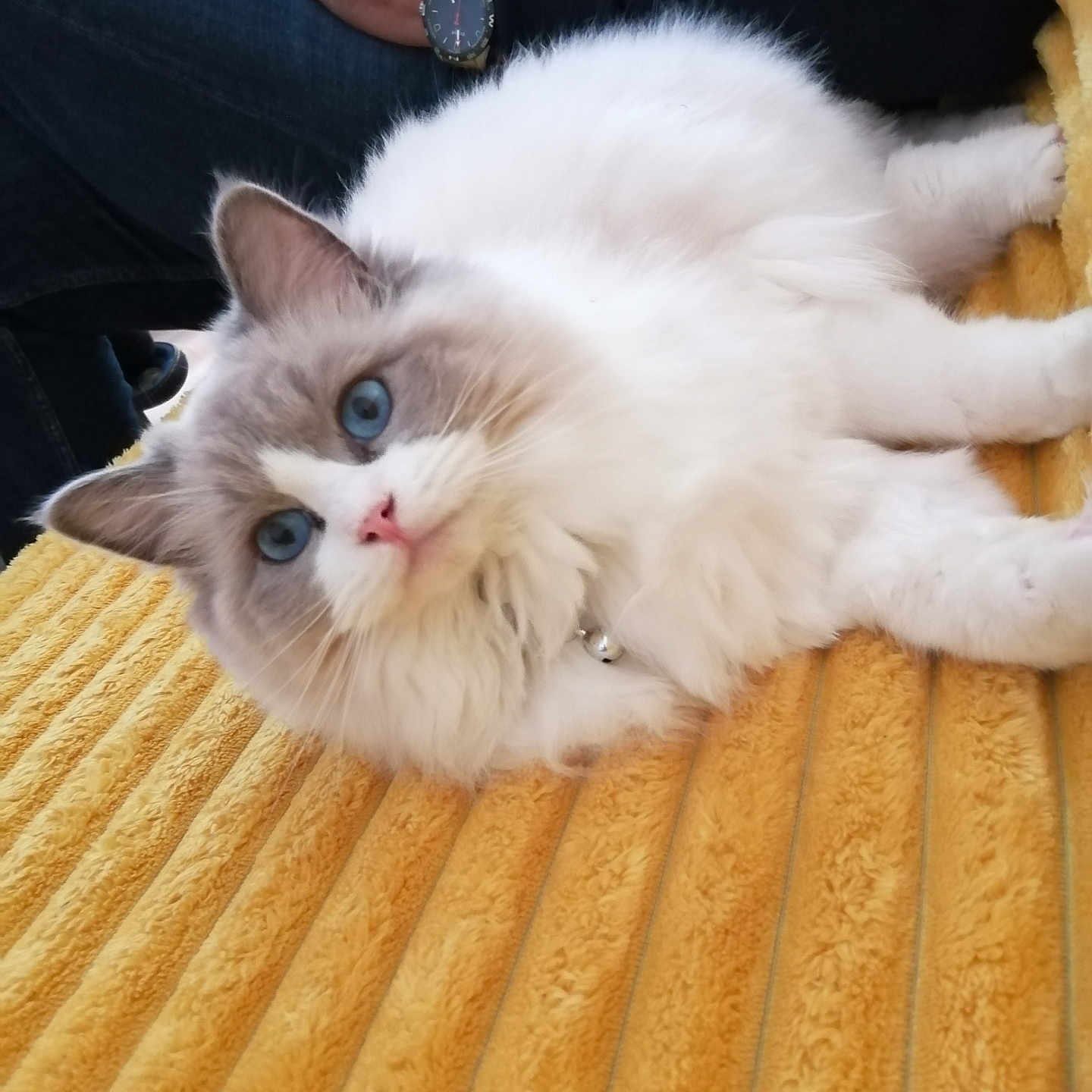 Vénus participe au concours pour gagner de l'argent avec cette photo : blue_eyes, cat, close_up, comfortable, domestic_animal, fluffy, fur, gray_fur, hand, home, indoor, jeans, paw, person, pet, relaxed, resting, watch, white_fur, yellow_blanket