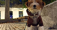 Timéo a rejoint le concours — aidez-le/la à gagner de superbes lots ! dog, puppy, small_dog, fluffy, brown_and_white, sitting, outdoors, cobblestone, park, evening, jacket, harness, leash, collar, portrait, pet, cute, looking_at_camera, trees, urban_setting