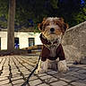 dog, puppy, small_dog, fluffy, brown_and_white, sitting, outdoors, cobblestone, park, evening, jacket, harness, leash, collar, portrait, pet, cute, looking_at_camera, trees, urban_setting