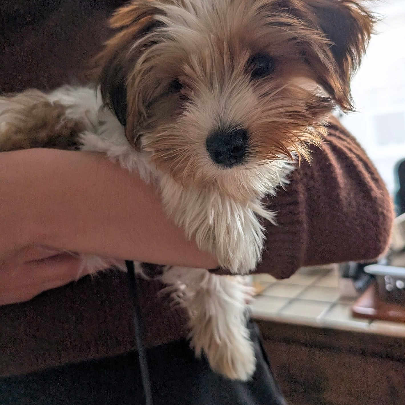 Timéo