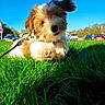 Timéo a rejoint le concours — aidez-le/la à gagner de superbes lots ! puppy, dog, grass, outdoor, park, leash, collar, fluffy, shaggy, small_dog, white_and_brown, sitting, lying_down, portrait, blue_sky, sunlight, parked_cars, urban, cute, animal