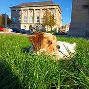 Timéo participe au concours pour gagner de l'argent avec cette photo : dog, puppy, grass, outdoors, park, historic_building, architecture, blue_sky, sunlight, portrait, side_view, small_dog, brown_and_white, fur, leash, lawn, city, facade, landscape, animal