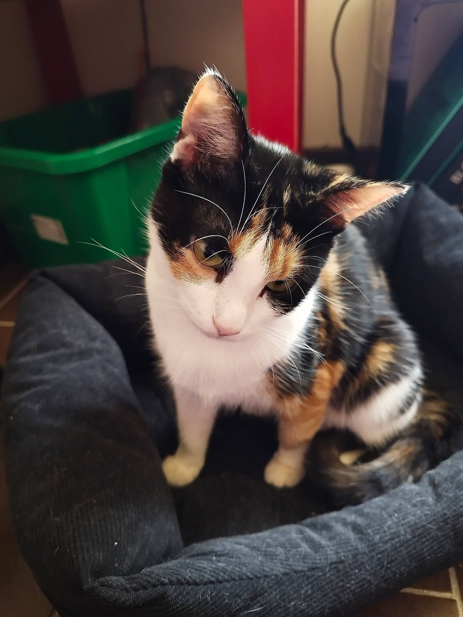 Plume Et Gaïa a rejoint le concours — aidez-le/la à gagner de superbes lots ! box, carnivore, cat, comfort, domestic_short_haired_cat, eye, felidae, foot, fur, human_leg, lap, metal, nap, paw, photo_caption, sitting, small_to_medium_sized_cats, snout, tail, whiskers