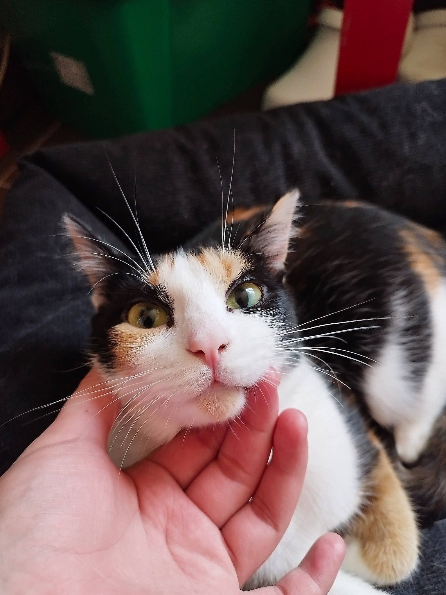 Plume Et Gaïa participe au concours pour gagner de l'argent avec cette photo : carnivore, cat, domestic_short_haired_cat, felidae, fur, nail, small_to_medium_sized_cats, thumb, whiskers