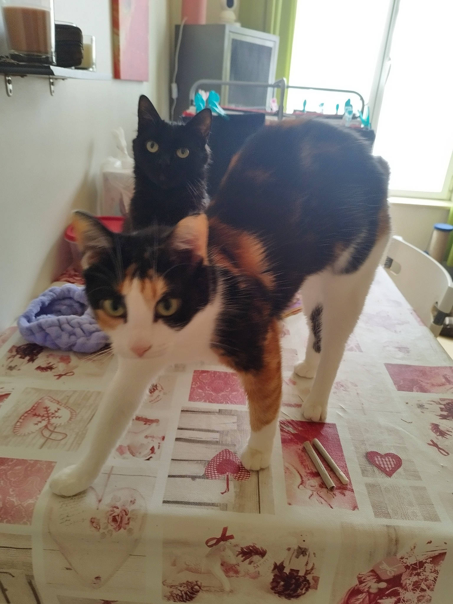Plume Et Gaïa participe au concours pour gagner de l'argent avec cette photo : box, carnivore, cat, cat_supply, comfort, domestic_short_haired_cat, felidae, floor, flooring, fur, linens, packaging_and_labeling, paper_product, pet_supply, room, small_to_medium_sized_cats, tail, textile, whiskers, window