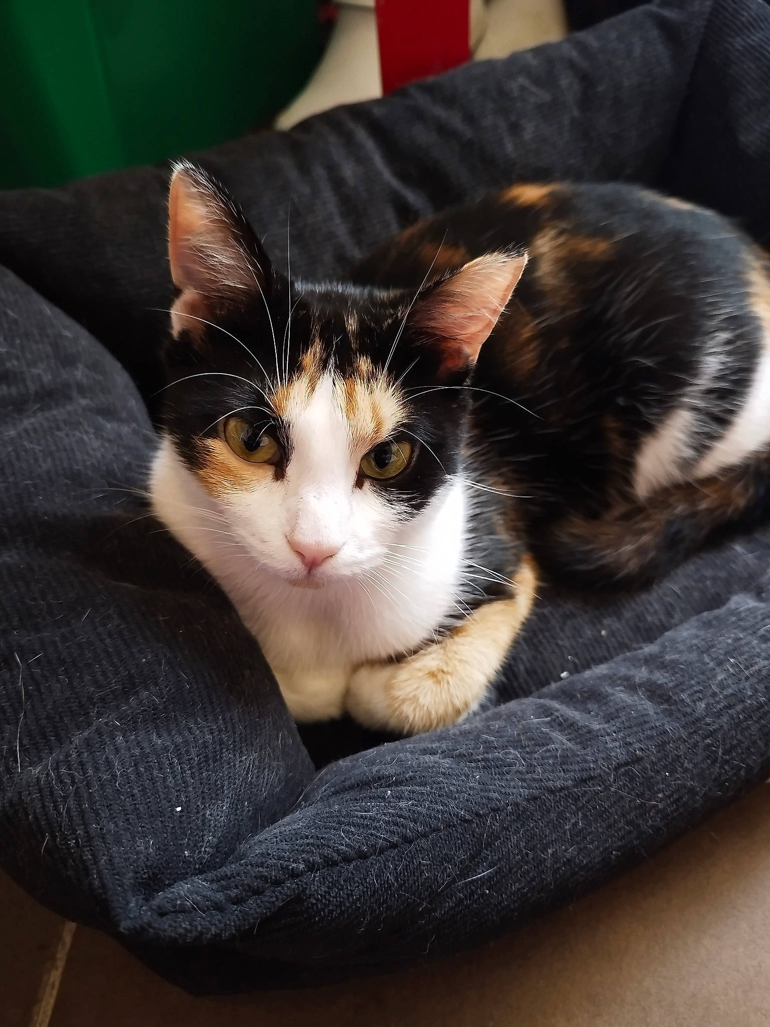 Plume Et Gaïa participe au concours pour gagner de l'argent avec cette photo : box, carnivore, cat, comfort, domestic_short_haired_cat, felidae, fur, paw, sitting, small_to_medium_sized_cats, snout, tail, tree, whiskers, wood