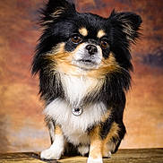 Salto participe au concours pour gagner de l'argent avec cette photo : animal, background, black, chihuahua, closeup, collar, cute, dog, face, fluffy, fur, indoor, pet, portrait, sitting, studio, table, tan, white, wood