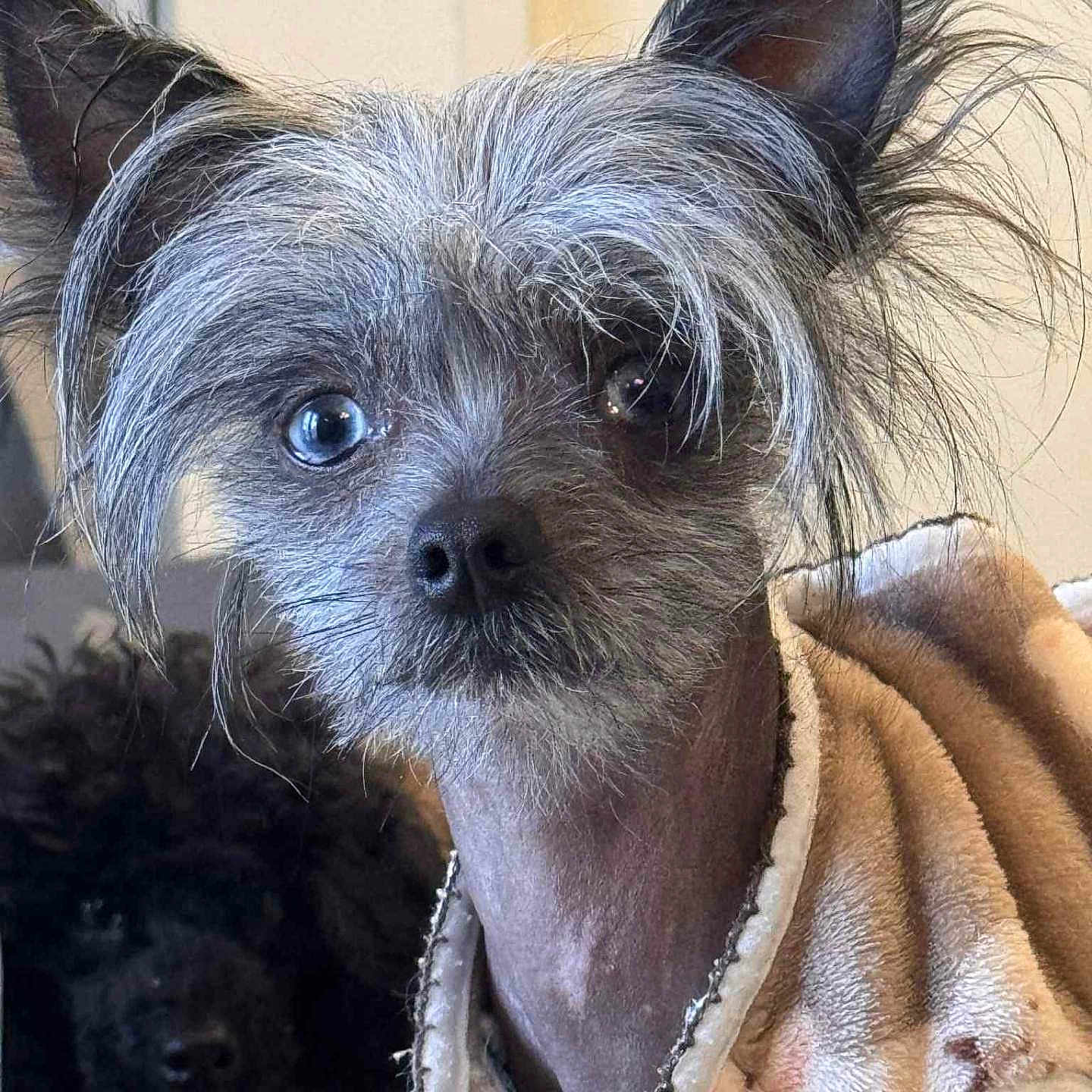 Knox a rejoint le concours — aidez-le/la à gagner de superbes lots ! animal, background, black_dog, canine, close_up, clothing, cozy, cute, dog, ears, eyes, face, fur, furry, hair, indoor, looking, pet, portrait, scruffy