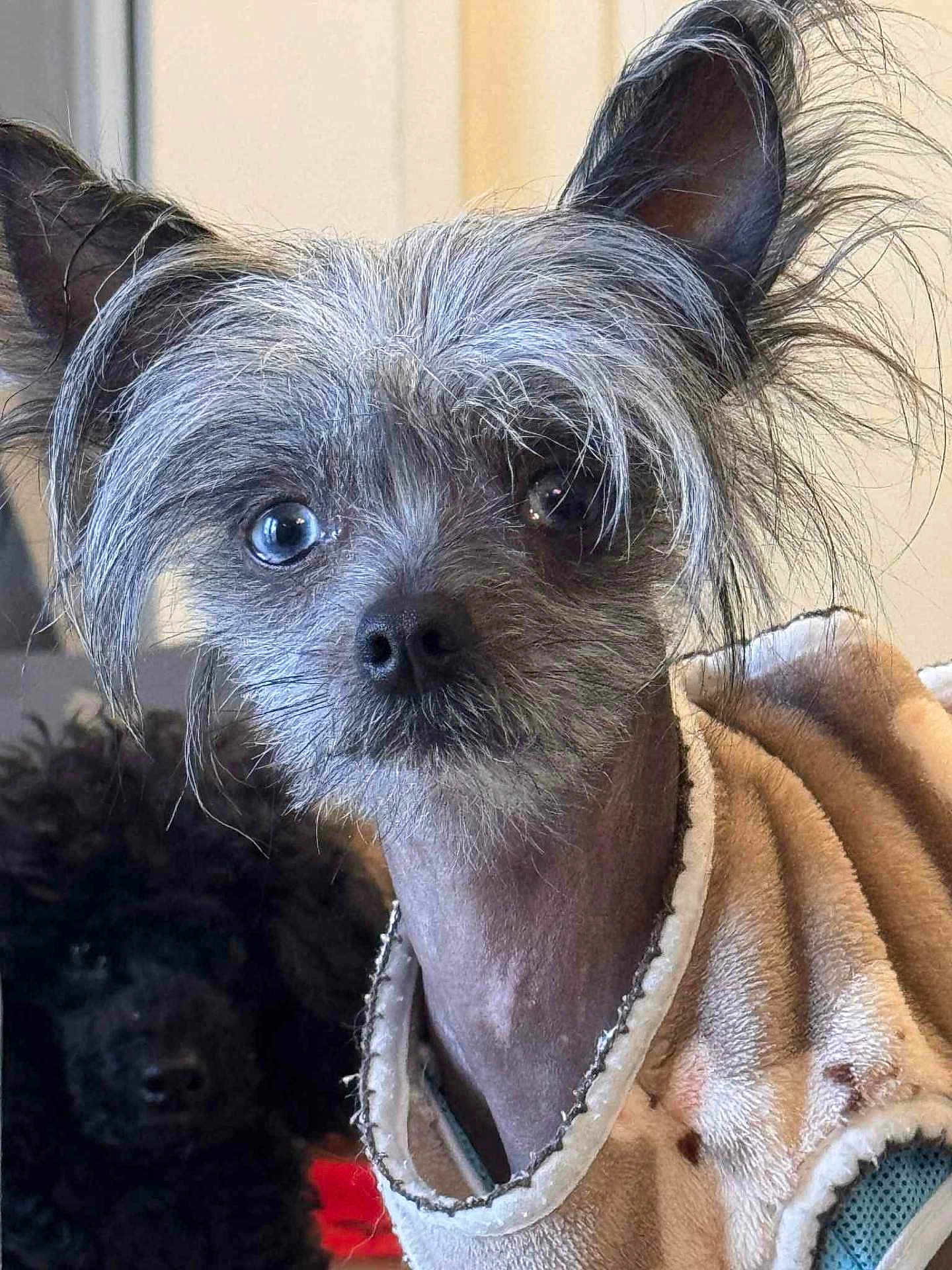 Knox a rejoint le concours — aidez-le/la à gagner de superbes lots ! animal, background, black_dog, canine, close_up, clothing, cozy, cute, dog, ears, eyes, face, fur, furry, hair, indoor, looking, pet, portrait, scruffy