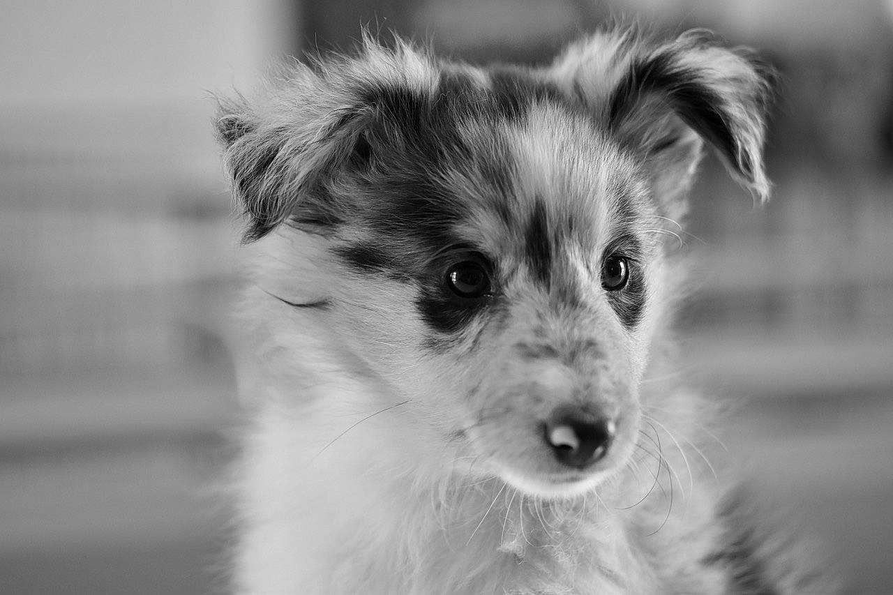 Prisca participe au concours pour gagner de l'argent avec cette photo : ancient_dog_breeds, canidae, carnivore, companion_dog, dog, dog_breed, fur, miniature_australian_shepherd, monochrome, monochrome_photography, puppy, snout, sporting_group, terrestrial_animal, terrier, toy_dog, whiskers, wildlife, working_dog