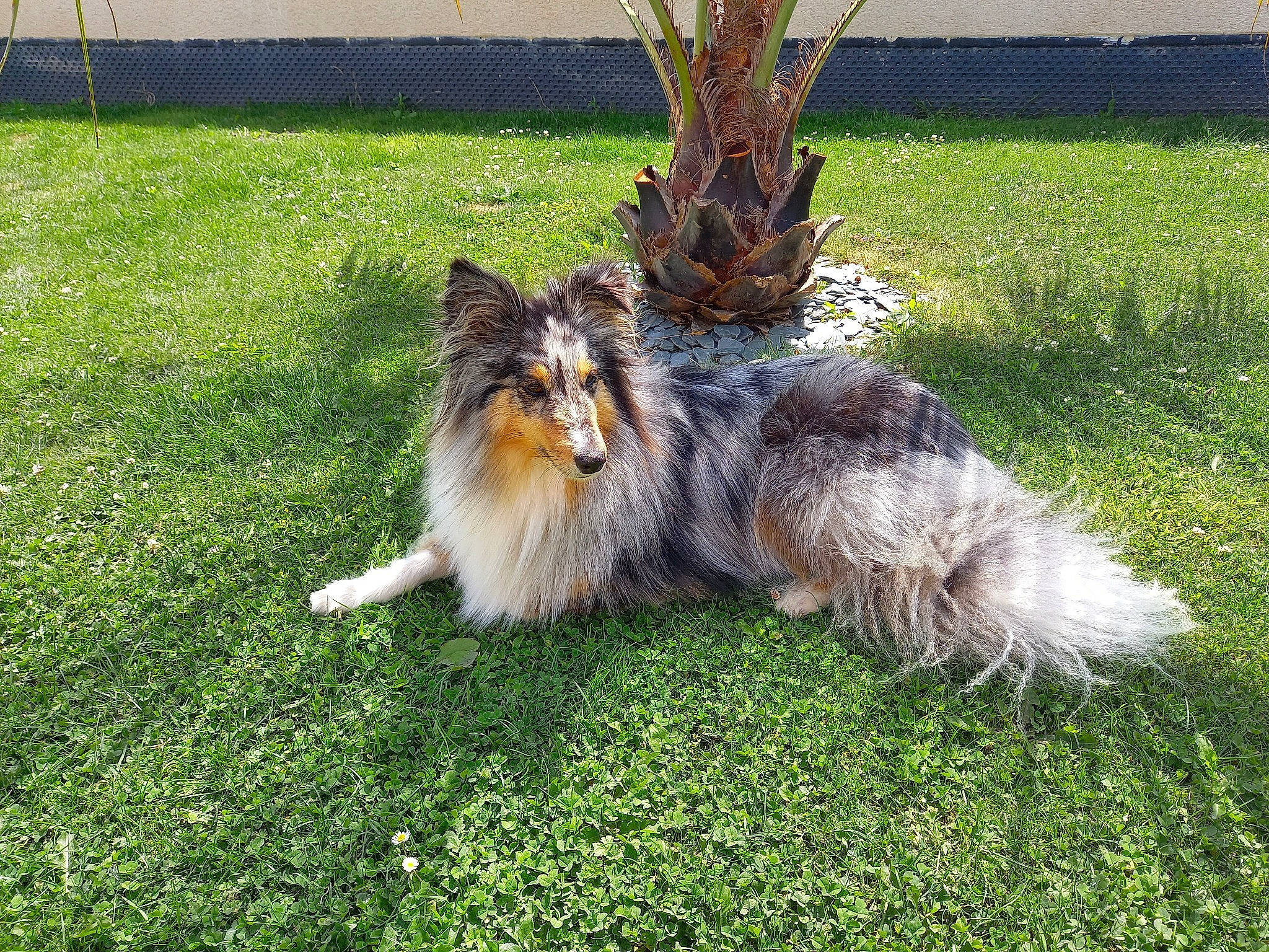 Prisca a rejoint le concours — aidez-le/la à gagner de superbes lots ! canidae, carnivore, cat, companion_dog, dog_breed, fawn, felidae, flowerpot, fur, grass, grassland, plant, small_to_medium_sized_cats, snout, sporting_group, tail, terrestrial_animal, tree, whiskers, wildlife