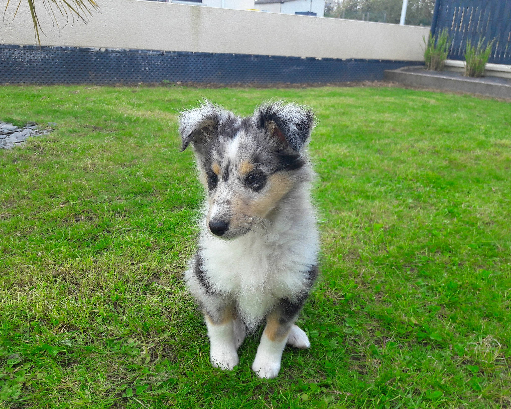 Prisca participe au concours pour gagner de l'argent avec cette photo : australian_shepherd, canidae, carnivore, companion_dog, dog, dog_breed, grass, groundcover, herding_dog, palm_tree, plant, sporting_group, terrestrial_animal, texas_heeler, toy_dog, tree, whiskers, working_animal, working_dog, yard