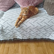 Kiran a rejoint le concours — aidez-le/la à gagner de superbes lots ! cat, ginger_cat, orange_fur, feline, pet, animal, sofa, couch, pillows, pink_pillow, gray_pillow, blanket, patterned_fabric, stretching, lying_down, indoors, living_room, wooden_floor, relaxed, portrait