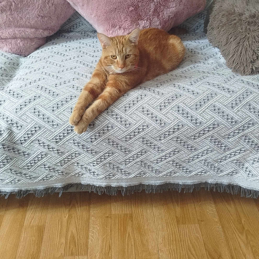 Kiran a rejoint le concours — aidez-le/la à gagner de superbes lots ! cat, ginger_cat, orange_fur, feline, pet, animal, sofa, couch, pillows, pink_pillow, gray_pillow, blanket, patterned_fabric, stretching, lying_down, indoors, living_room, wooden_floor, relaxed, portrait