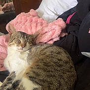 Kickers a rejoint le concours — aidez-le/la à gagner de superbes lots ! cat, tabby, sleeping, blanket, pink_blanket, bed, pillow, clothing, indoor, furniture, lamp, wooden_dresser, pet, cozy, resting, fur, domestic_animal, relaxation, cute, home