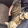 cat, tabby_cat, sleeping, pet, indoor, hand, human, comfort, cozy, feline, striped_fur, nap, close_up, resting, couch, blanket, relaxation, domestic_animal, animal, friendship