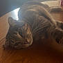 cat, tabby, feline, animal, pet, indoor, wooden_table, relaxing, laying_down, whiskers, ears, face, fur, domestic, home, natural_light, window_light, quiet, calm, cozy