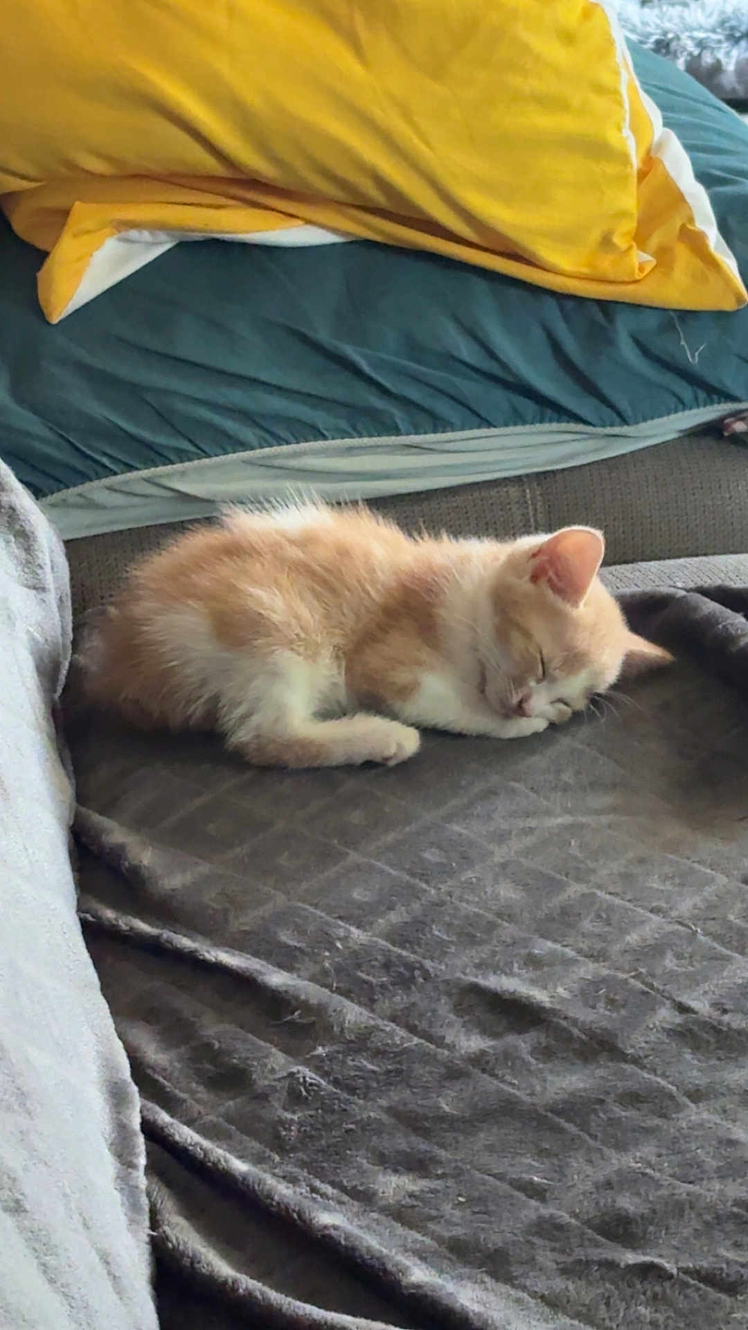 Aslan