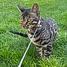 Akaza participe au concours pour gagner de l'argent avec cette photo : animal, cat, closeup, curious, daylight, exploring, feline, grass, greenery, harness, leash, nature, outdoor, pet, playful, striped_fur, tabby_cat, walking, yellow_eyes, young_cat
