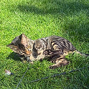 Akaza a rejoint le concours — aidez-le/la à gagner de superbes lots ! animal, cat, cute, feather, feline, grass, green, leisure, nature, outdoor, paw, pet, playful, relaxing, striped, summer, sunlight, tabby, toy, whiskers